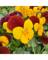 Pensée Viola Sorbet xp jaune à ailes violettes