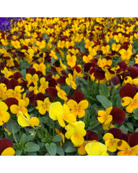 Pensée Viola Sorbet xp jaune à ailes violettes