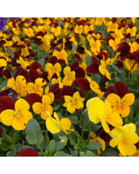 Pensée Viola Sorbet xp jaune à ailes violettes