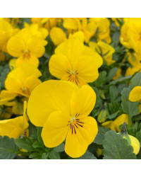 Pensée Viola Sorbet xp jaune