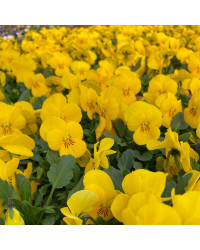 Pensée Viola Sorbet xp jaune