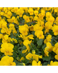 Pensée Viola Sorbet xp jaune