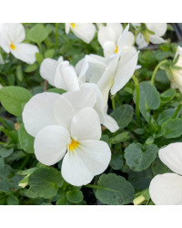 Pensée Viola Sorbet xp blanc