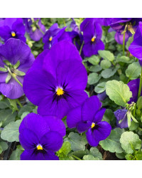 Pensée Viola Sorbet xp violet