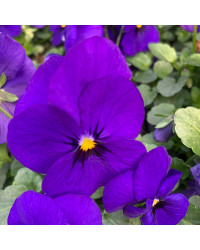 Pensée Viola Sorbet xp violet
