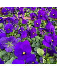 Pensée Viola Sorbet xp violet