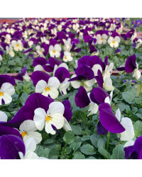 Pensée Viola Sorbet xp mauve et blanc