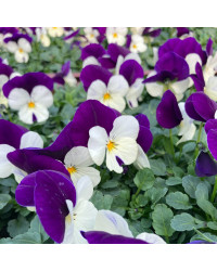Pensée Viola Sorbet xp mauve et blanc
