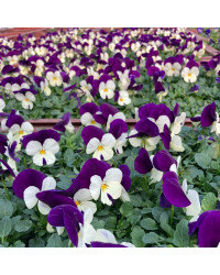 Pensée Viola Sorbet xp mauve et blanc