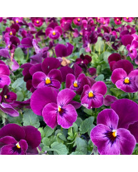 Pensée Viola Sorbet xp Mauve