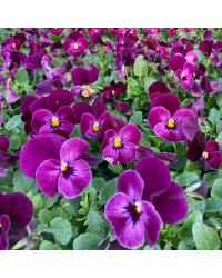 Pensée Viola Sorbet xp Mauve