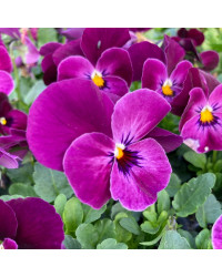 Pensée Viola Sorbet xp Mauve