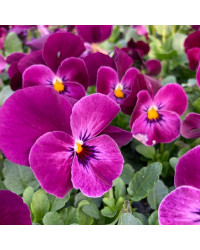Pensée Viola Sorbet xp Mauve
