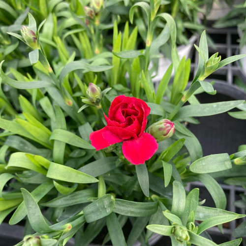 oeillet Dianthus Oscar Cherry