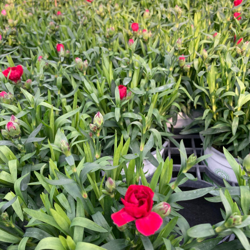 oeillet Dianthus Oscar Cherry