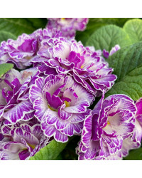 Primula Belarina Lively Lilac
