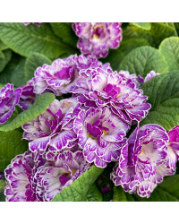 Primula Belarina Lively Lilac