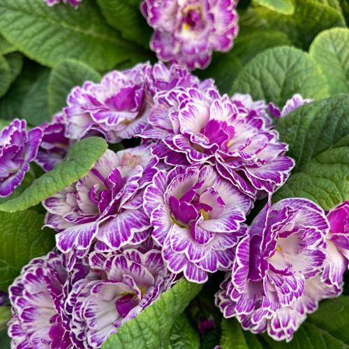 Primula Belarina Lively Lilac