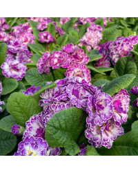 Primula Belarina Lively Lilac