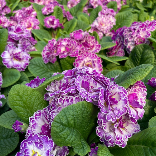 Primula Belarina Lively Lilac