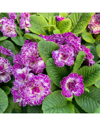 Primula Belarina Lively Lilac