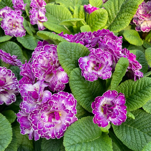 Primula Belarina Lively Lilac