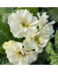 Primula Rubens (Double) Blanc