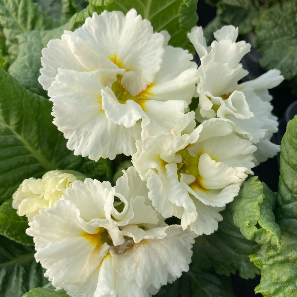 Primula Rubens (Double) Blanc