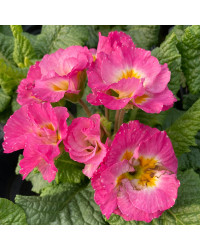 Primula Rubens (Double) Rose