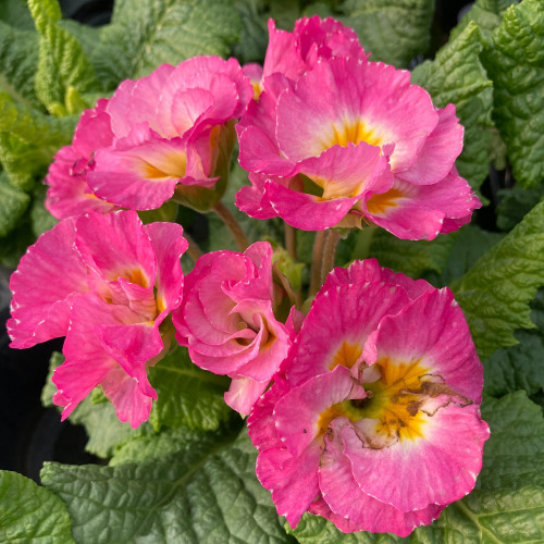 Primula Rubens (Double) Rose