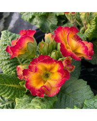 Primula Rubens (Double) Violet