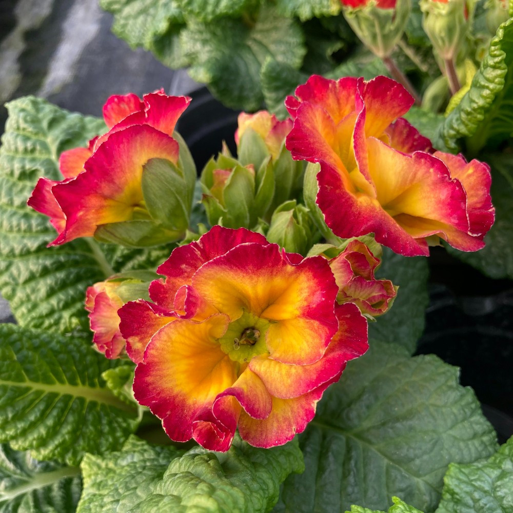 Primula Rubens (Double) Violet