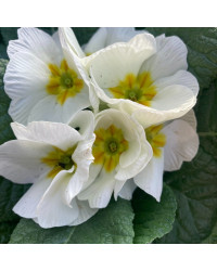 Primula Rambo Late Mix Blanc