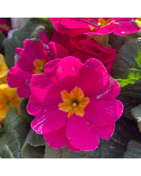 Primula Rambo Late Mix Elcora Rose