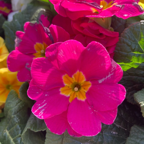 Primula Rambo Late Mix Elcora Rose