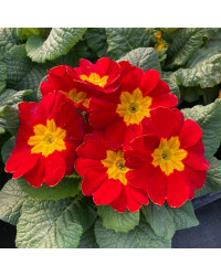 Primula Rambo Late Mix Rouge