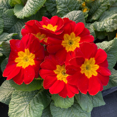 Primula Rambo Late Mix Rouge