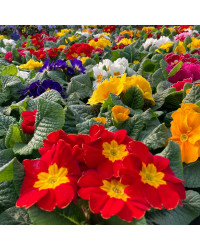 Primula Rambo Late Mix Rouge