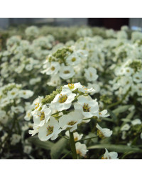 Alysse White Princess
