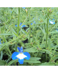 Lobelia Anabel Blue