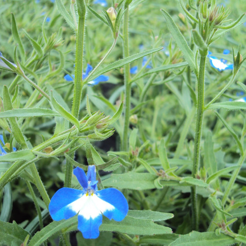 Lobelia Anabel Blue