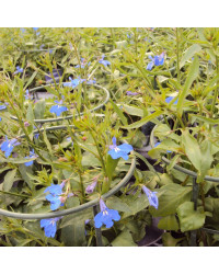 Lobelia Anabel Blue