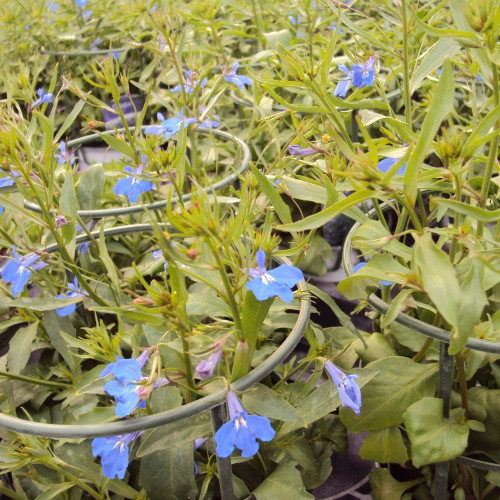 Lobelia Anabel Blue