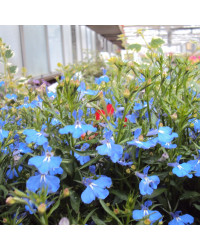 Lobelia Anabel Blue