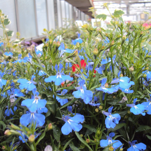 Lobelia Anabel Blue