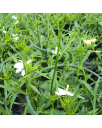 Lobelia Retombant Anabel Snow White