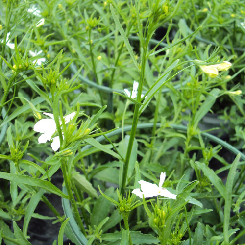 Lobelia Retombant Anabel Snow White