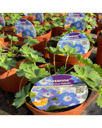 Geranium Vivace Rozanne