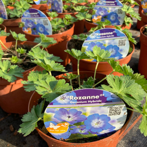 Geranium Vivace Rozanne