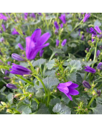 Campanule Muralis Muralis